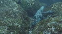 IGUANE