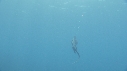 IGUANE