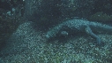 IGUANE