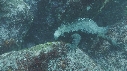 IGUANE