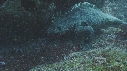 IGUANE