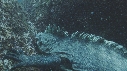 IGUANE