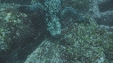 IGUANE