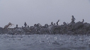 MANCHOTS, PLUIE, PELICAN