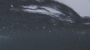 MANCHOTS, PLUIE, PELICAN