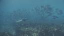 OTARIE, DIODON