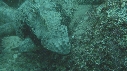 IGUANE