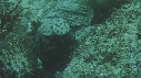 IGUANE
