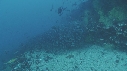 BANC DE POISSONS