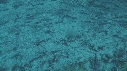 BANC DE POISSONS