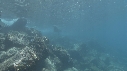 OTARIES