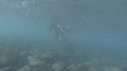 OTARIES