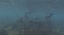 OTARIES