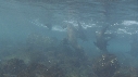 OTARIES