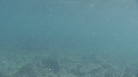 OTARIES