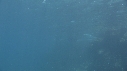 OTARIES
