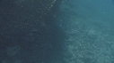 OTARIES, POISSONS CHIRURGIENS