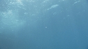 OTARIES