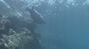 OTARIES, POISSONS