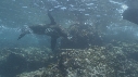 OTARIES, POISSONS