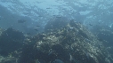 OTARIES, POISSONS