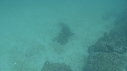 OTARIES, POISSONS, PLONGEUR