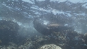 OTARIES, POISSONS