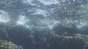 OTARIES