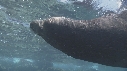 OTARIES