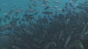 POISSONS