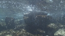 OTARIES