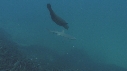 OTARIES, REQUIN POINTE BLANCHE