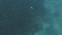 OTARIES, POISSONS