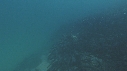 OTARIES, POISSONS