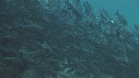 OTARIES, POISSONS