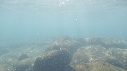 OTARIES