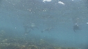 OTARIES