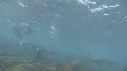 OTARIES