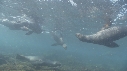 OTARIES