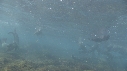 OTARIES