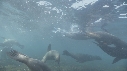 OTARIES