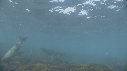 OTARIES