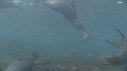 OTARIES