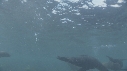OTARIES