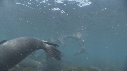OTARIES