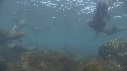 OTARIES