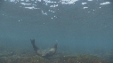 OTARIES