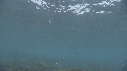 OTARIES