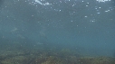 OTARIES