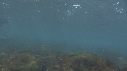 OTARIES